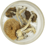 African Cubensis (Panaeolus africanus) | Mushrooms Online Canada