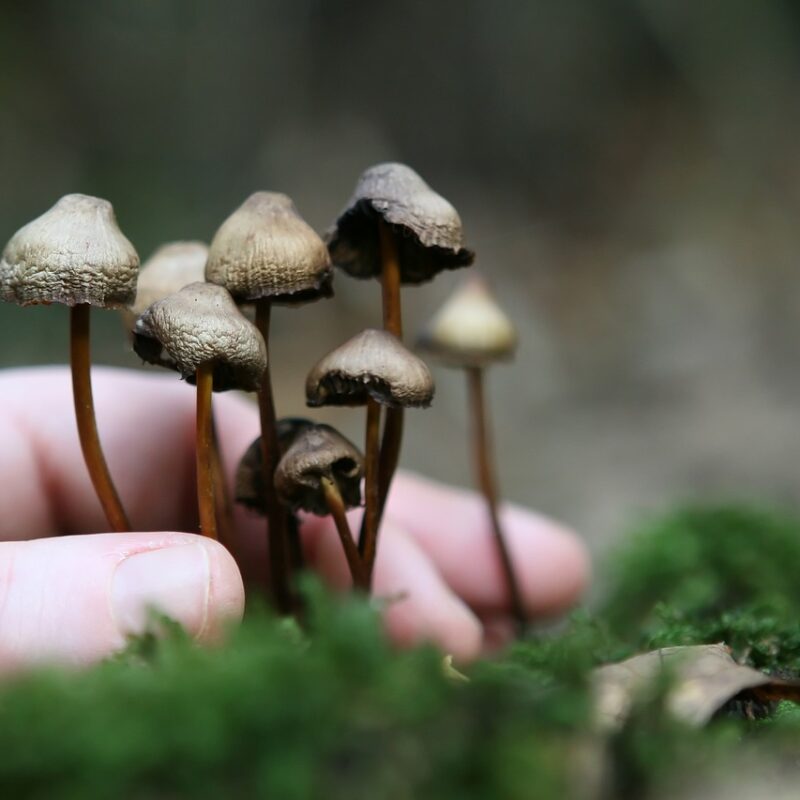 Guide to Magic Mushrooms | Mushrooms Online Canada
