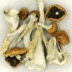 Creeper | Mushrooms Online Canada