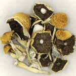 Penis Envy Cubensis | Mushrooms Online Canada