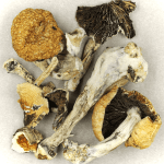 Thai Elephant | Mushrooms Online Canada