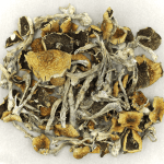 Daddy Long Legs | Mushrooms Online Canada
