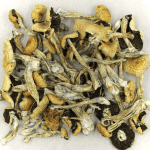 Puerto Rican | Mushrooms Online Canada