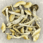 Blue Magnolia Rust | Mushrooms Online Canada