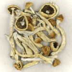 Texas Yellow Cap | Mushrooms Online Canada