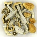 Vietnamese | Mushrooms Online Canada