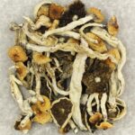 Cuban | Mushrooms Online Canada