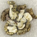 White Burma | Mushrooms Online Canada