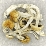 Chitwan Nepal | Mushrooms Online Canada
