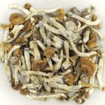 Florida White | Mushrooms Online Canada