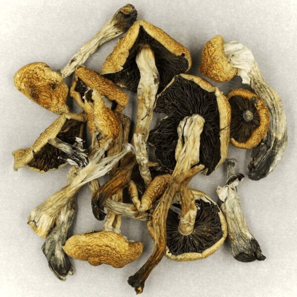 Malabar | Mushrooms Online Canada
