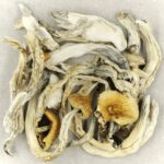 Treasure Coast | Mushrooms Online Canada