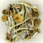 Mexicana | Mushrooms Online Canada