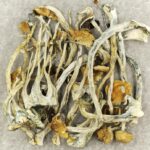 Amazonian Cubensis | Mushrooms Online Canada