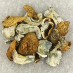 King Kong | Mushrooms Online Canada