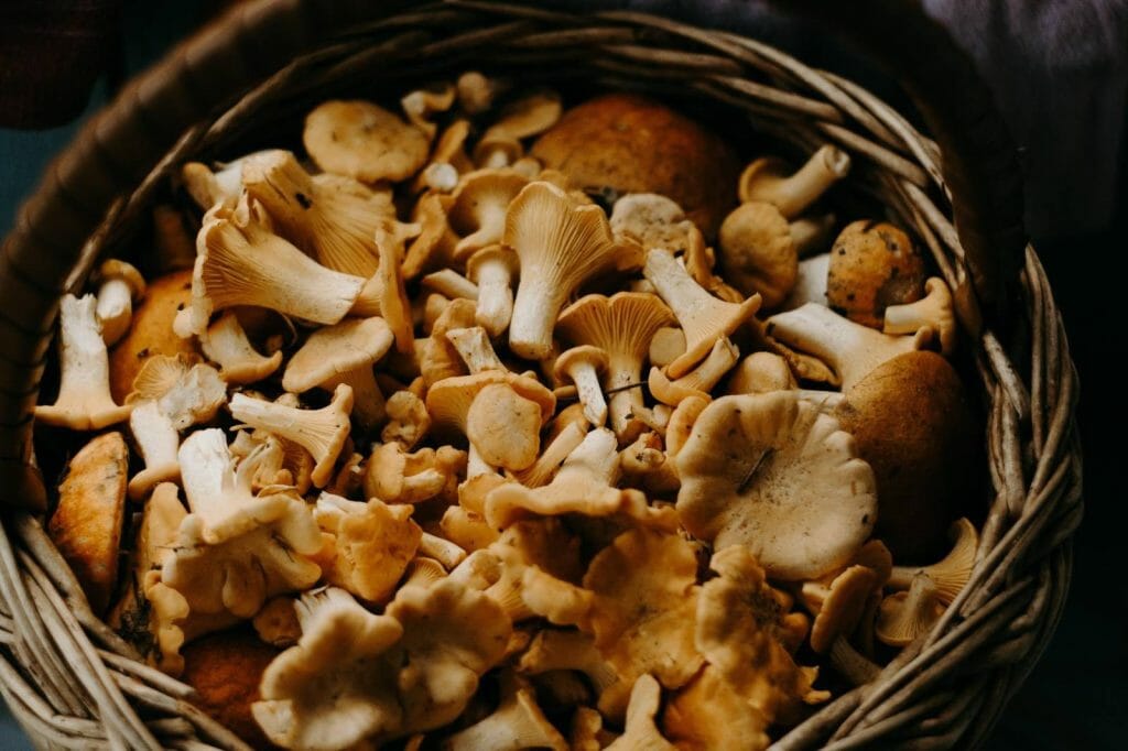 How to Store Shrooms Properly Buy shrooms online Mushrooms Online Canada