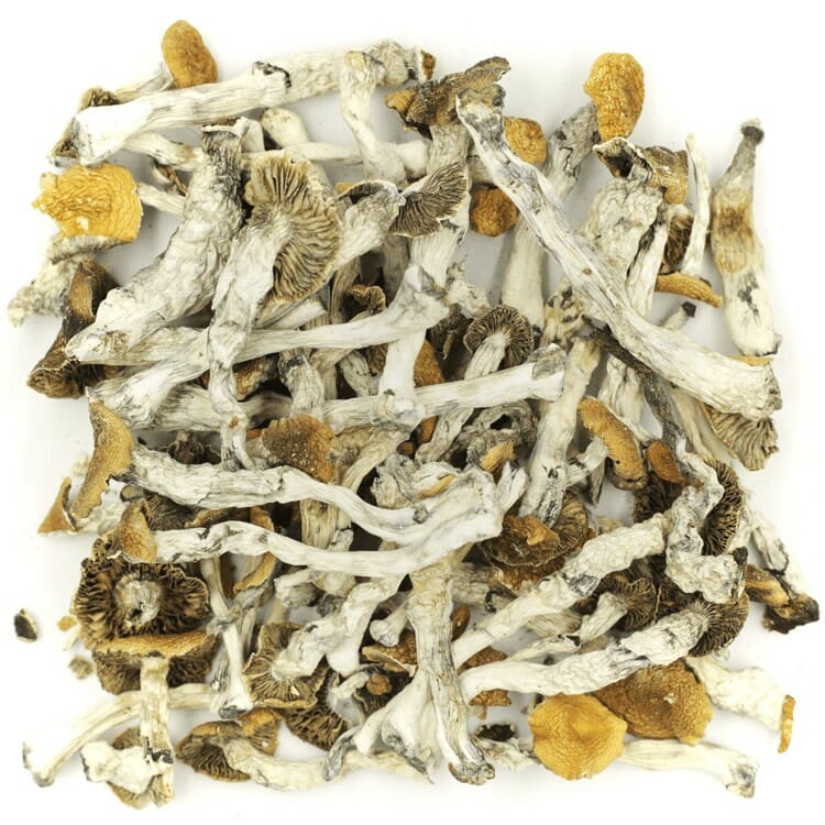 What are the Best Shrooms Online? Mush Golden Teacher at Mushrooms Online Canada