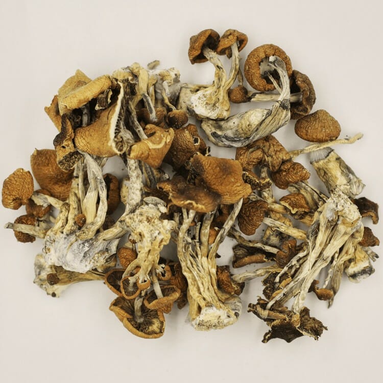 A New Trend In Wellness Is Psilocybe Cubensis And Microdosing Psilocybe Cubensis at Mushrooms Online Canada