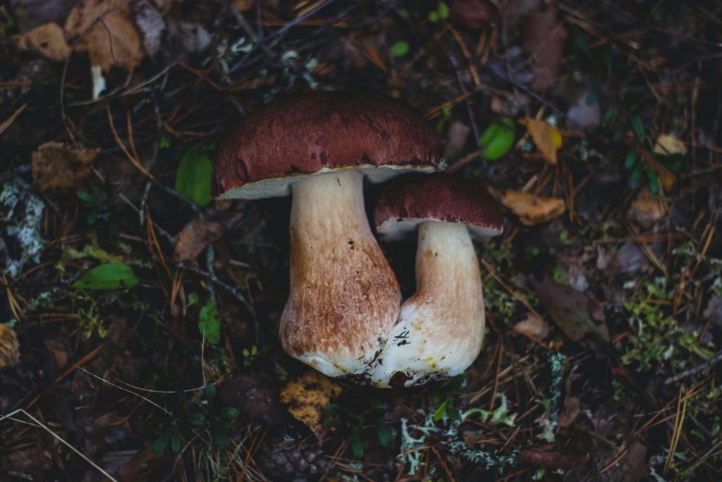 Amazonian Cubensis at Mushrooms Online Canada