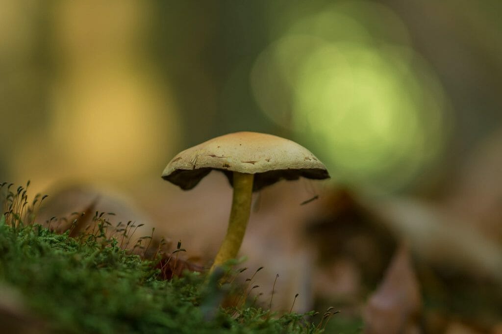 Sourcing High-Quality Magic Mushrooms psilocybe cubensis at Mushrooms Online Canada