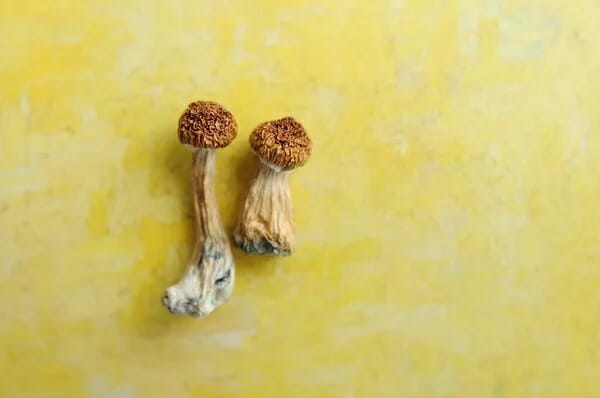 Lemon Tek at Zoomies Canada | Mushrooms Online Canada