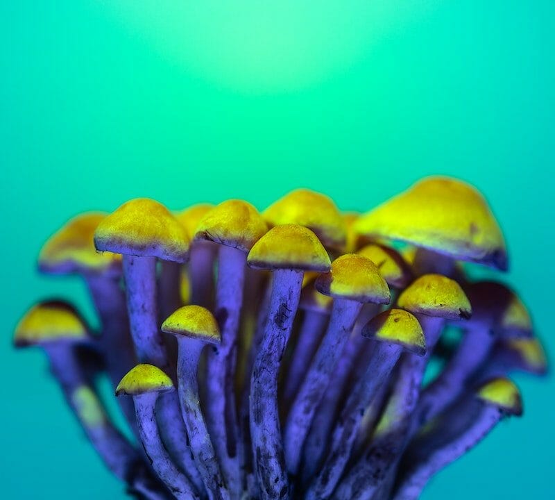 LSD Edibles | Mushrooms Online Canada