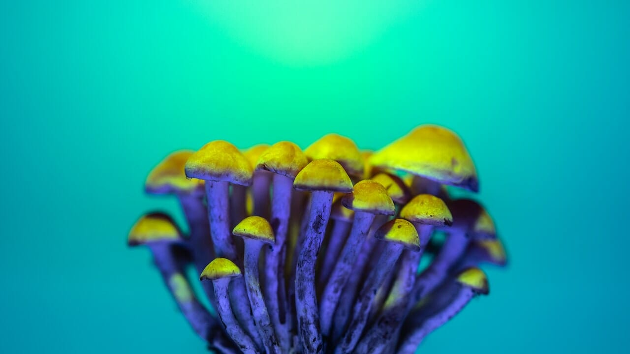 The Chemistry of Psychedelics: Exploring the Potential of LSD Edibles