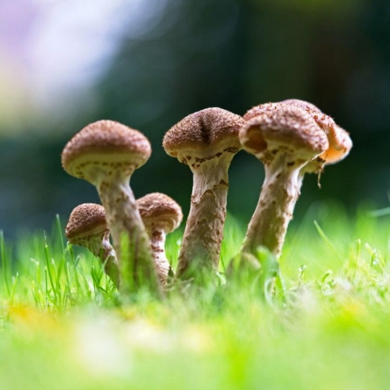 Mushroom Dispensary | Mushrooms Online Canada