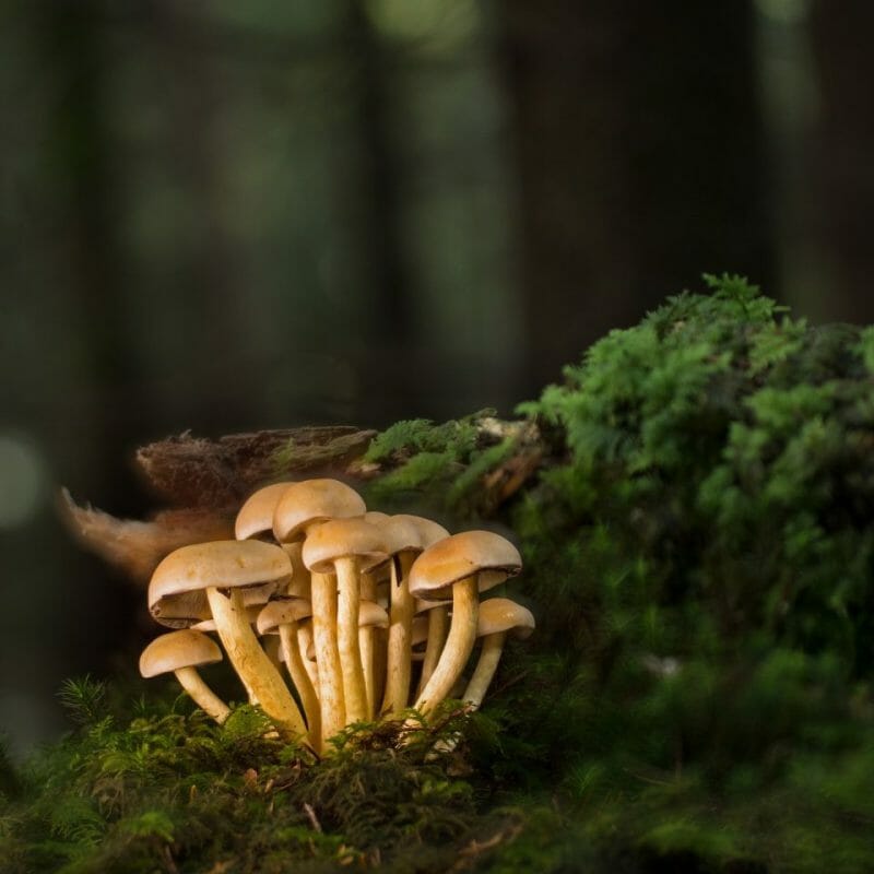 Strongest Mushroom Strains | Mushrooms Online Canada