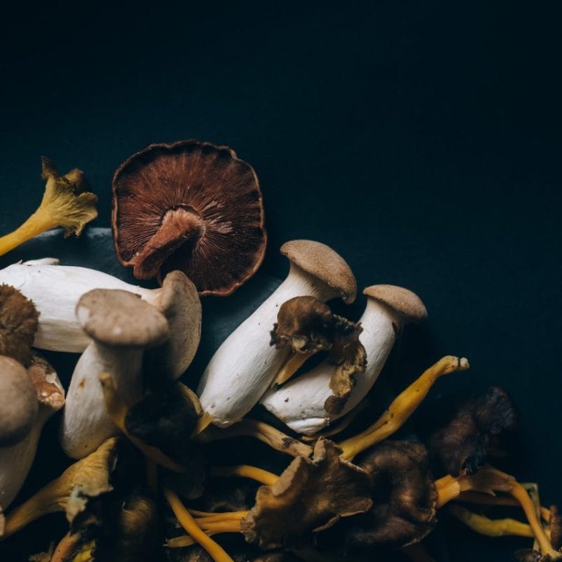 Dried Shrooms | Mushrooms Online Canada