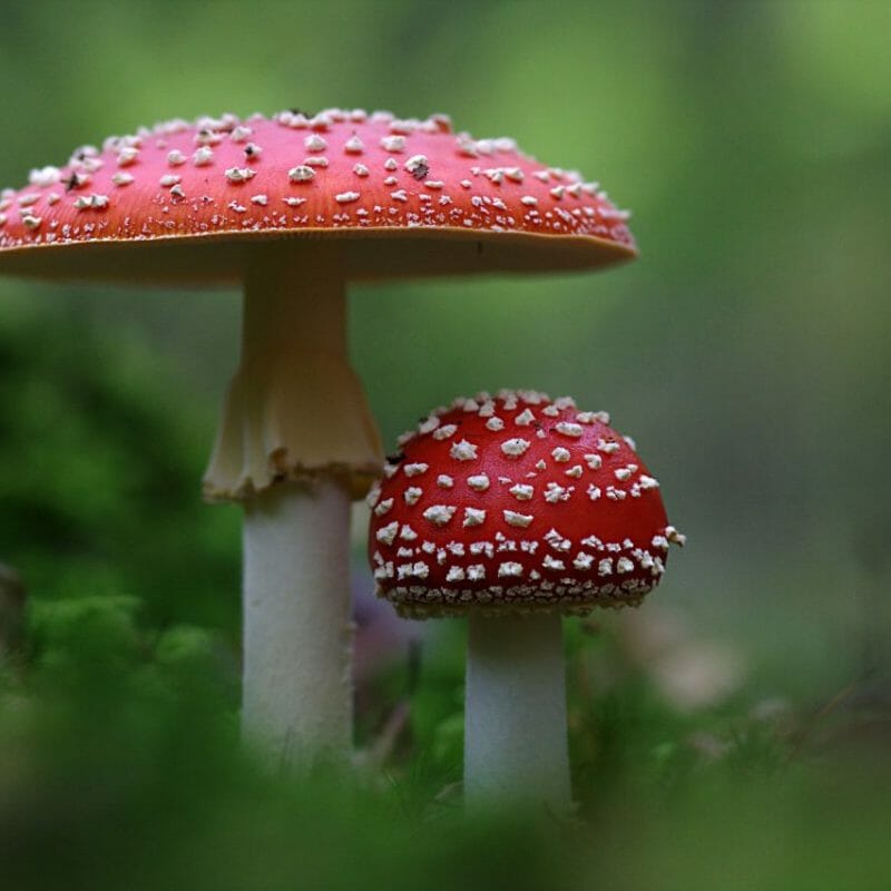 Magic Mushrooms Canada | Mushrooms Online Canada