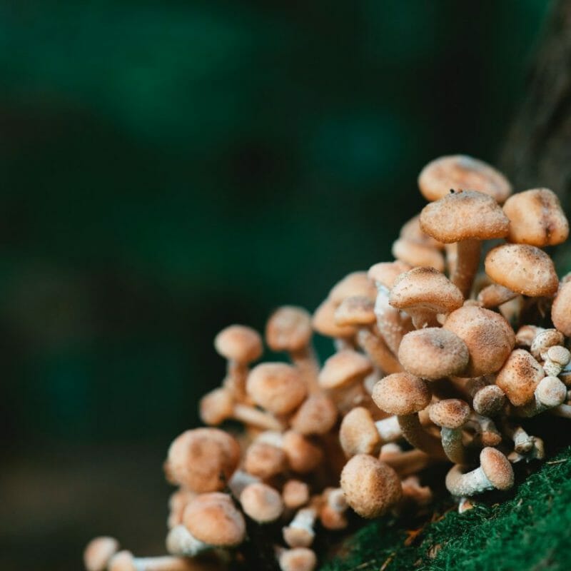 | Mushrooms Online Canada Mushroom Dispensary - Zoomies | Mushrooms Online Canada