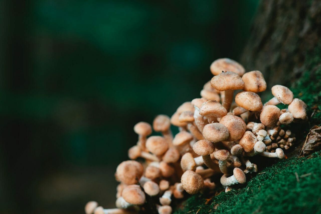 <div>
    <h1>Mushroom Dispensary’s Approach to Treating Depression</h1>
    <p>Mushroom Dispensary’s treatment approach for depression leverages the therapeutic potential of medicinal mushrooms. Our team of experts craft a unique treatment plan for each patient, considering their specific needs and circumstances.</p>
    <a href=