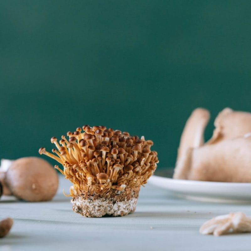 Buy Magic Mushroom | Mushrooms Online Canada