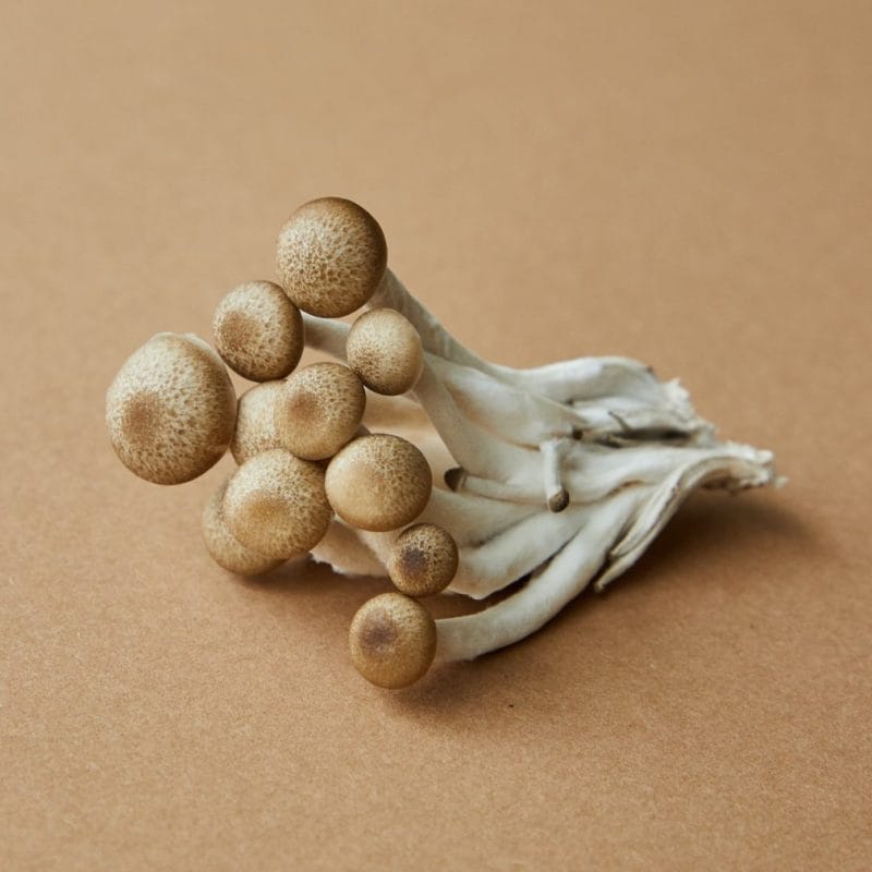 strongest mushroom strain | Mushrooms Online Canada