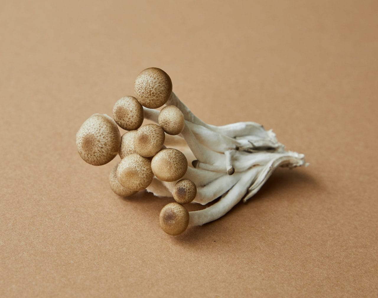 Examining Penis Envy: An In-Depth Analysis of the Most Potent Mushroom Strain