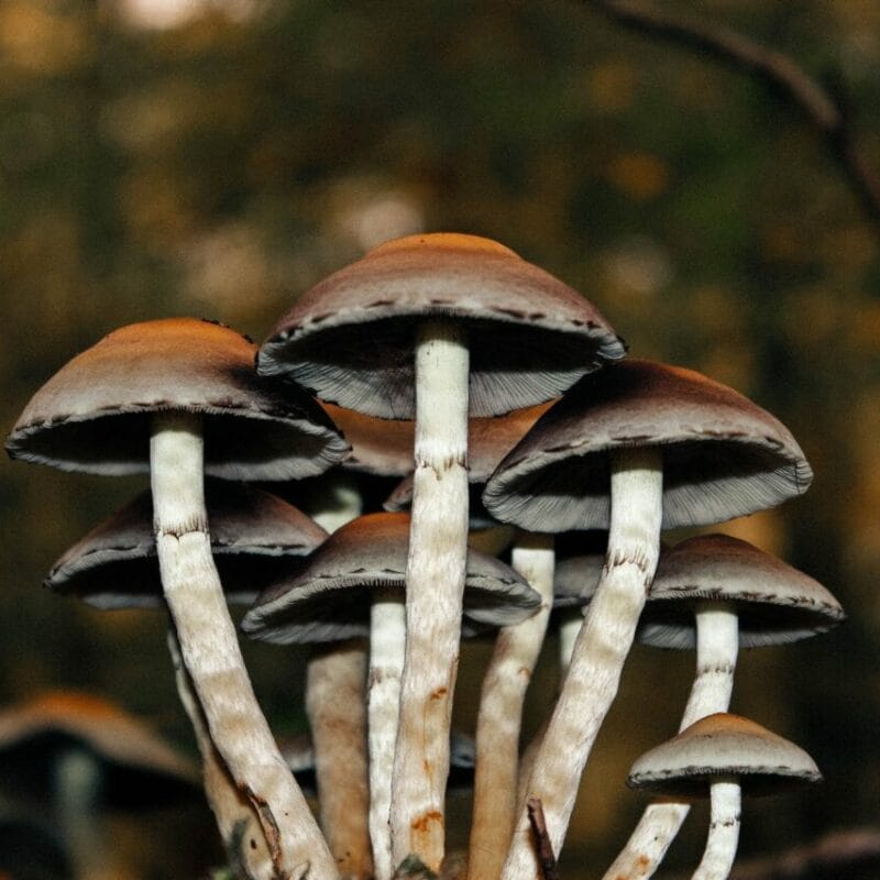 Microdose Mushrooms | Mushrooms Online Canada