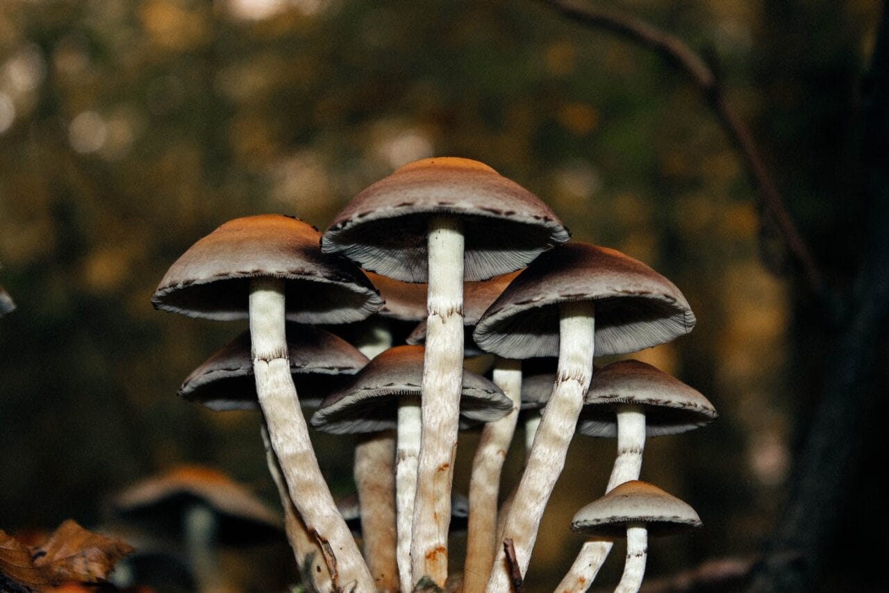 A Collection of Cases on Microdose Mushrooms for Alleviating Chronic Pain