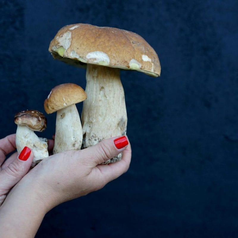 Shrooms Online | Mushrooms Online Canada