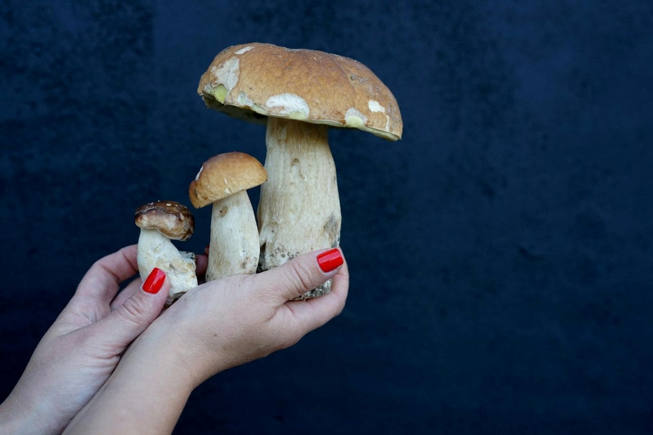 Five Essential Mushrooms to Try Locally
