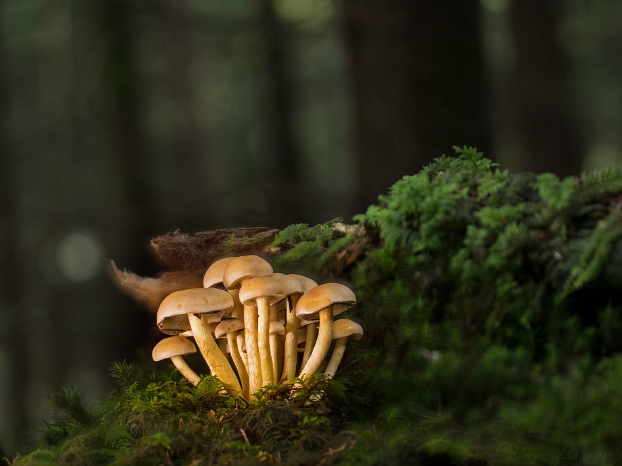 Purchase Mushrooms Online and Explore the Finest Mushroom Selections