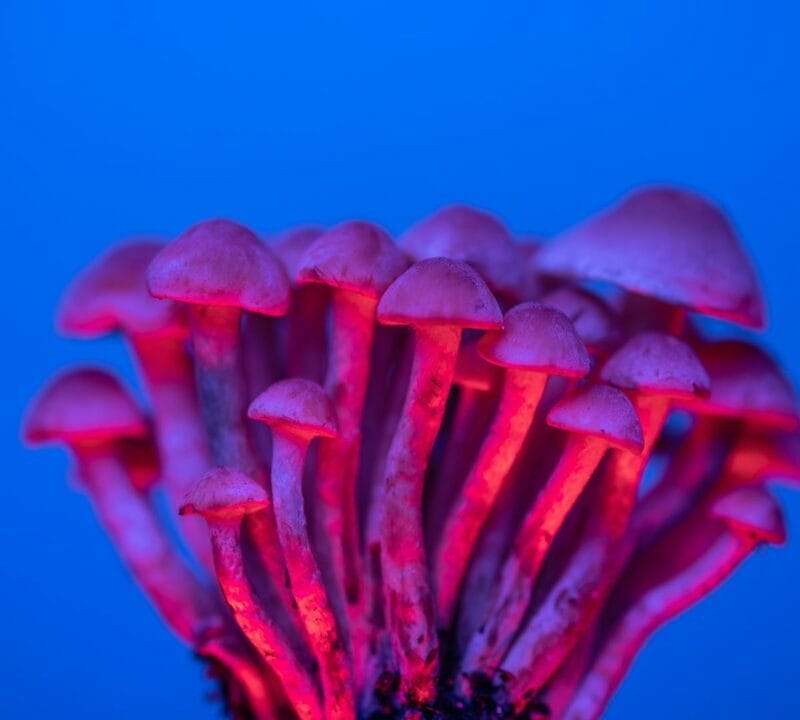 Shrooms Delivery in Canada | Mushrooms Online Canada