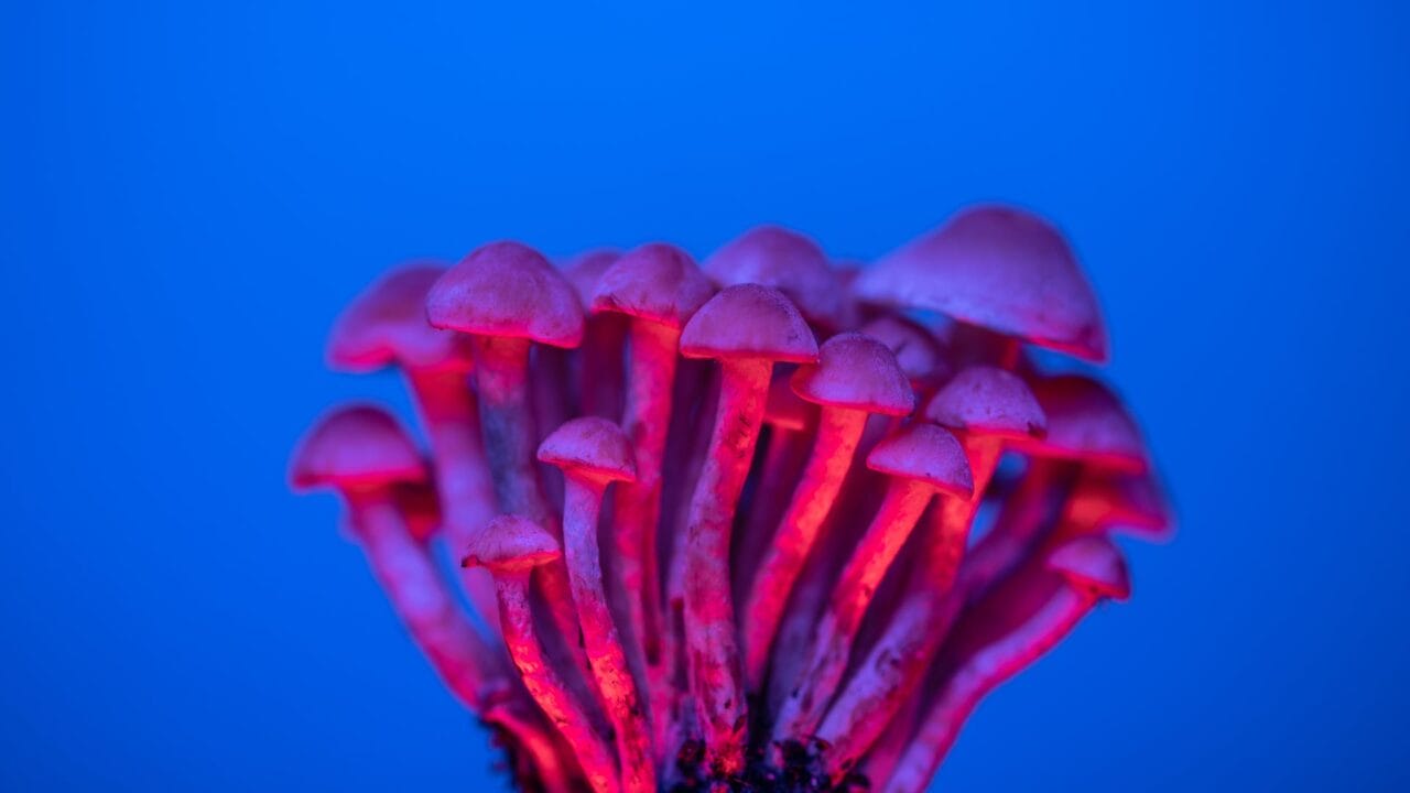 Delivery of Shrooms for Cognitive Boost: Unveiling the Advantages of Nootropics