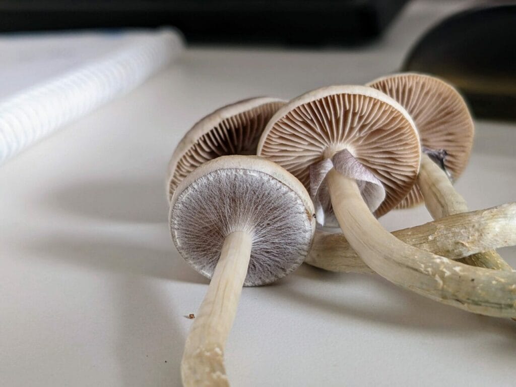 Magic Mushrooms at Mushrooms Online Canada