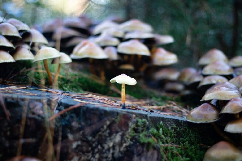 Shroom Delivery at Mushrooms Online Canada