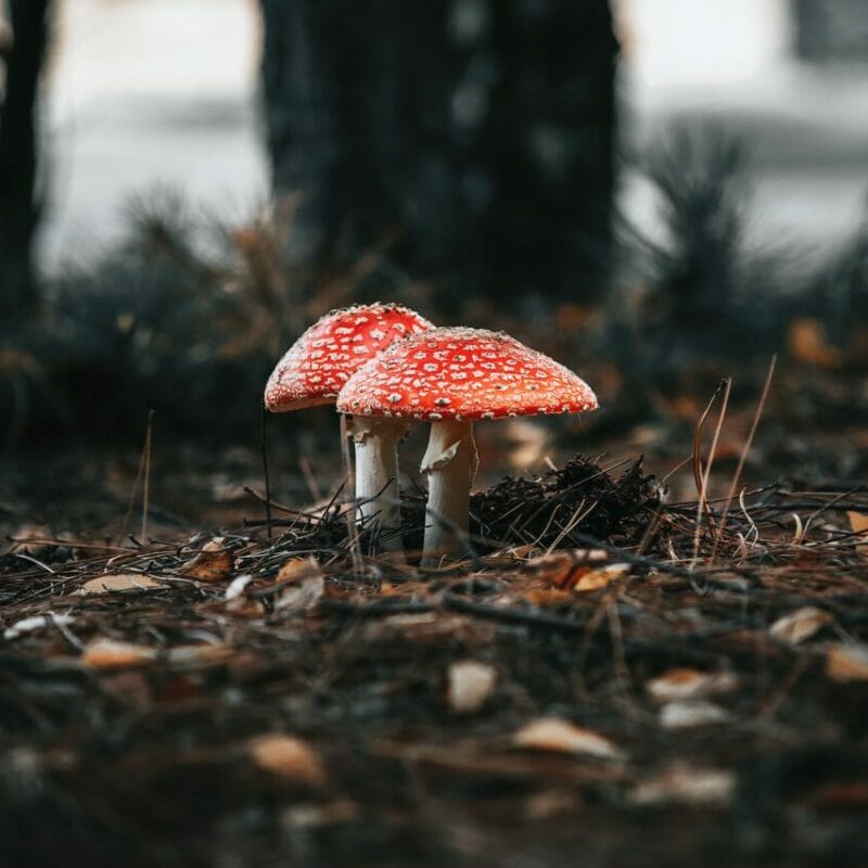 Shroom online delivery at Zoomies Canada | Mushrooms Online Canada