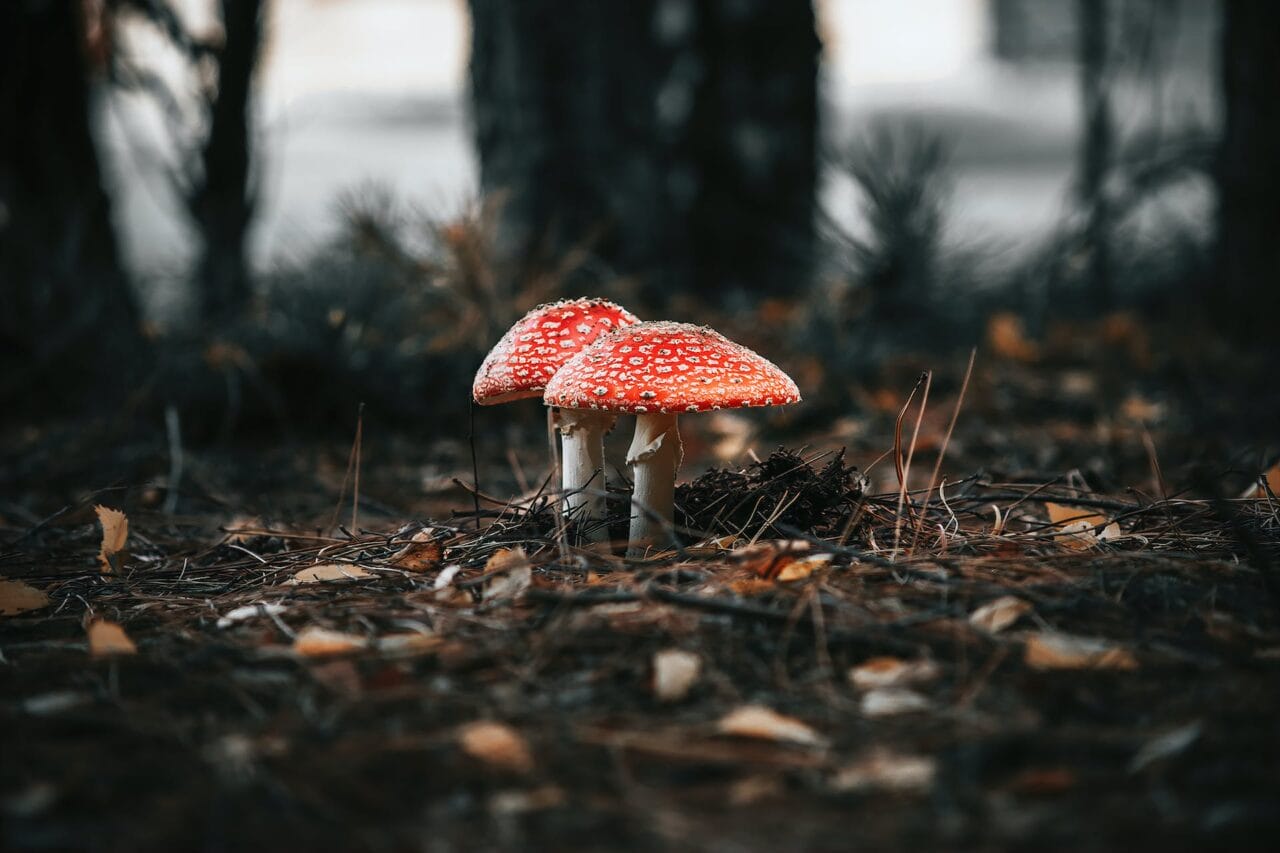 The Transformation of the Psilocybin Industry: Manufacturing, Investigation, and Future Directions