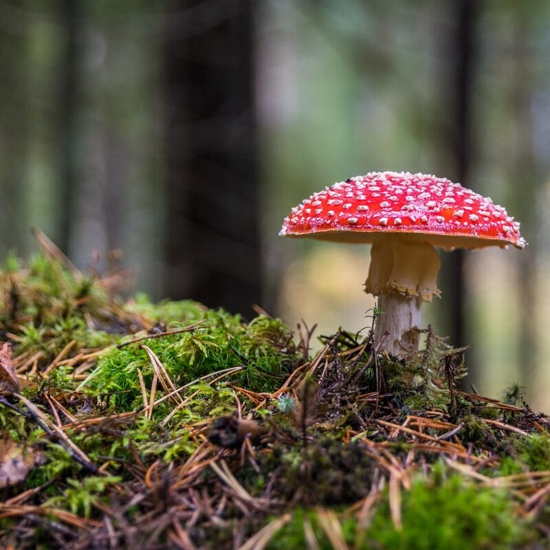 Shrooms Online in Canada | Mushrooms Online Canada
