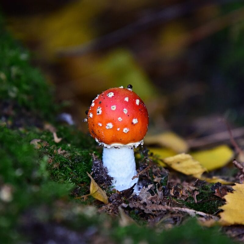 buy LSD online in Canada | Mushrooms Online Canada