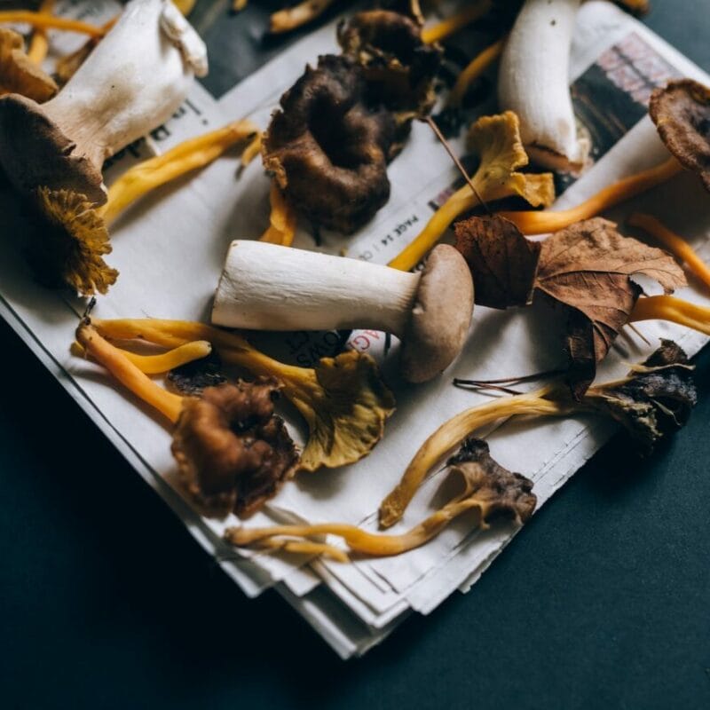 Mushroom chocolate at Zoomies Canada | Mushrooms Online Canada